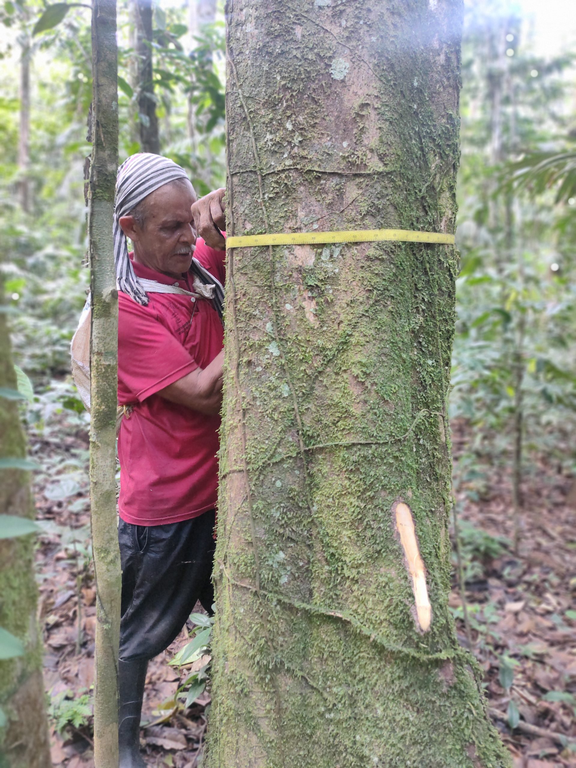 Piloto de Manejo Forestal Sostenible en Las Quillas