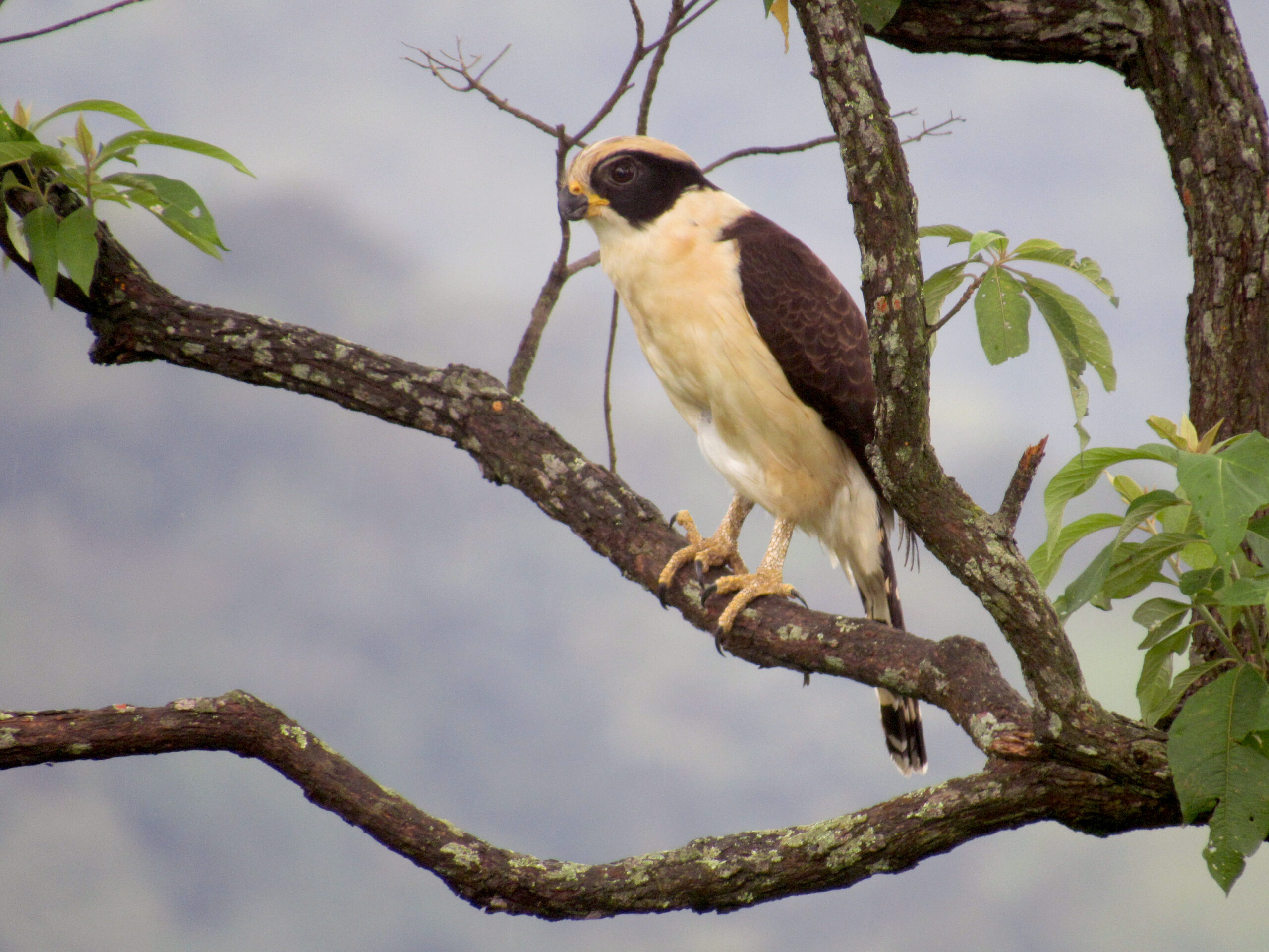 Celebremos el October Big Day desde la Reserva La Corcovada: un paraíso para los amantes de las aves